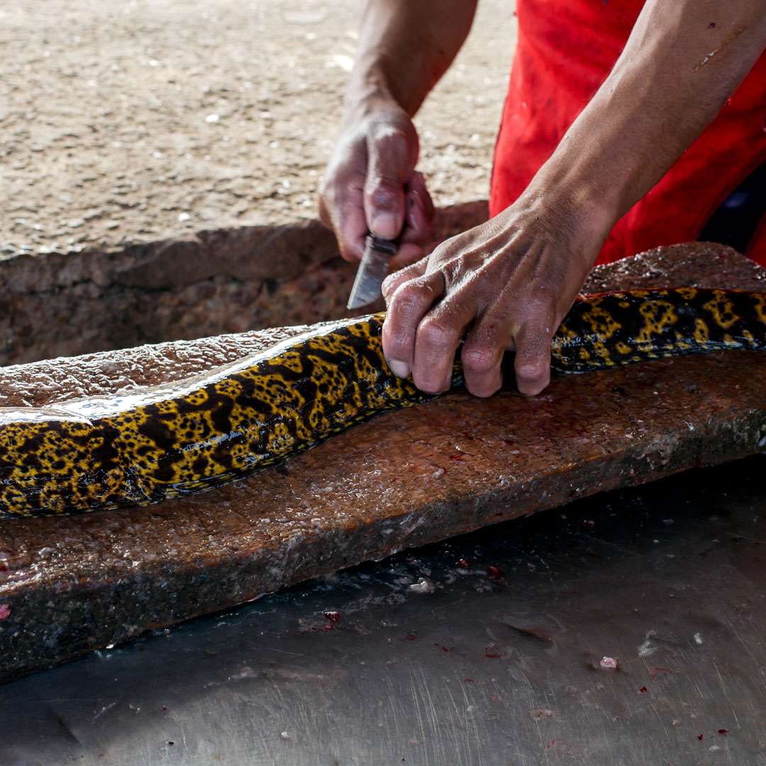 Pescatore spancia una murena, Souss-Massa-Draâ, Agadir, Marocco